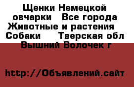 Щенки Немецкой овчарки - Все города Животные и растения » Собаки   . Тверская обл.,Вышний Волочек г.